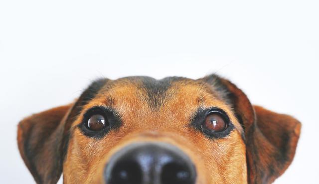 En Facebook se volvió viral el video de un perro que contesta con ladridos las preguntas matemáticas que le hacía su dueño. Con todos los aciertos, el can se volvió la sensación en una calle de Colombia. (Foto: Pixabay)