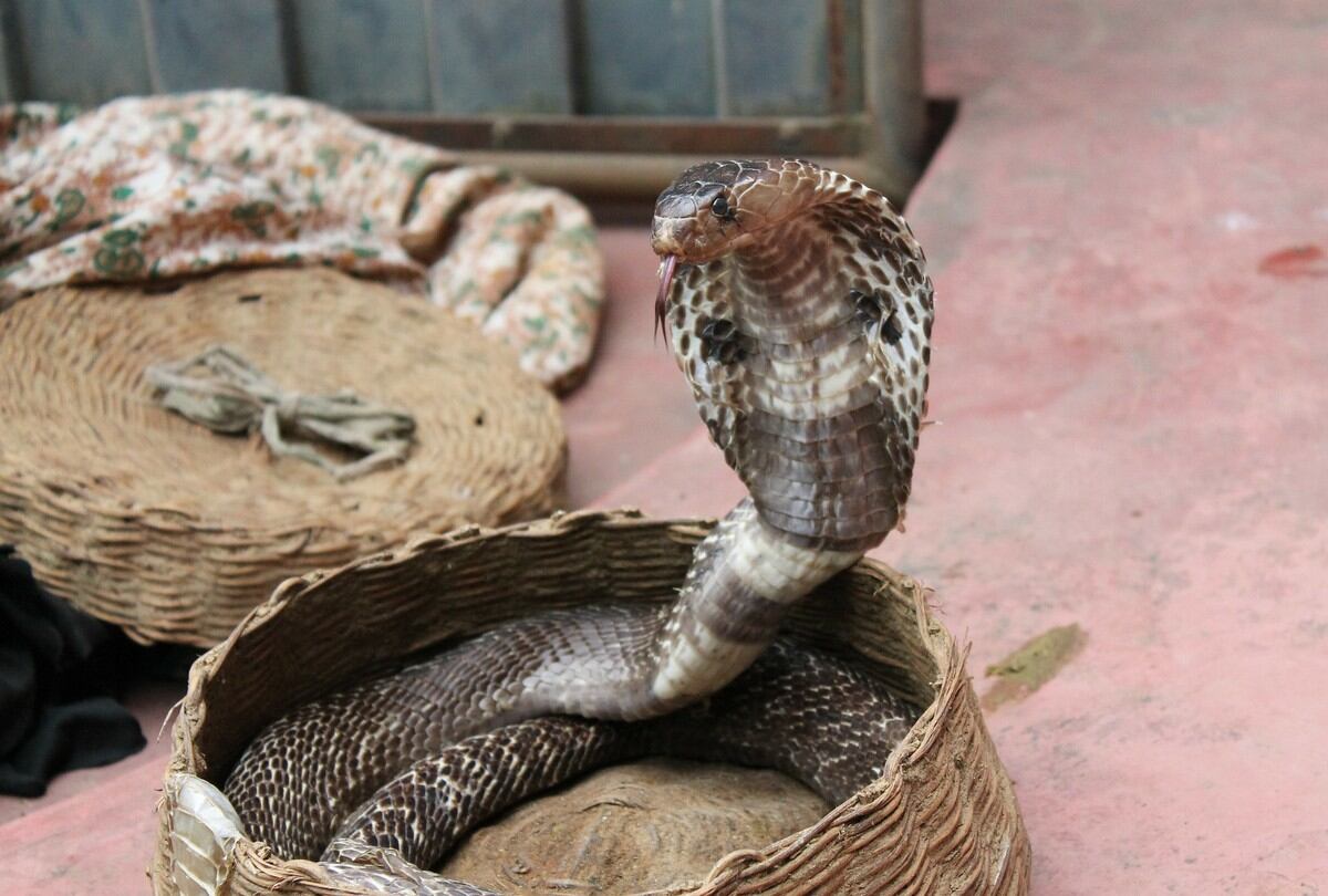 Cobra hace pasar un terrible susto a su cazador, quien intentó darle un beso. (Foto: Pixabay / referencial)