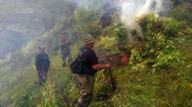 Junín: policía erradica más de 30 mil plantones de marihuana - 1