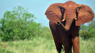 Fracasa iniciativa para prohibir comercio de elefante africano