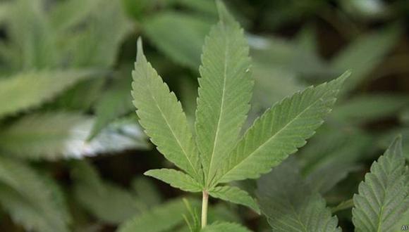 Uruguay defiende la venta del gramo de marihuana a US$1