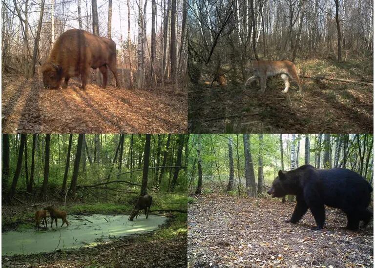 European bison, boreal lynx, elk and brown bear within the Chernobyl exclusion zone.