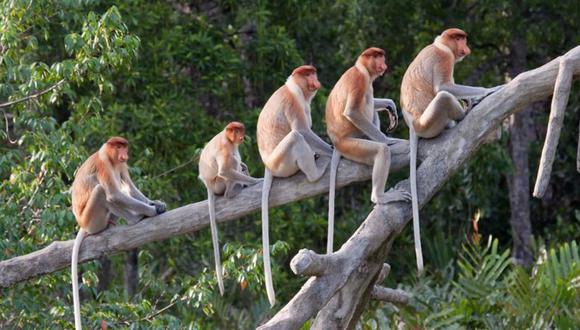Los monos tienen cola, a diferencia de los humanos y grandes simios. (GETTY IMAGES)