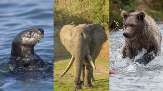 Cuarentena: sigue en vivo el día a día de distintos animales del mundo