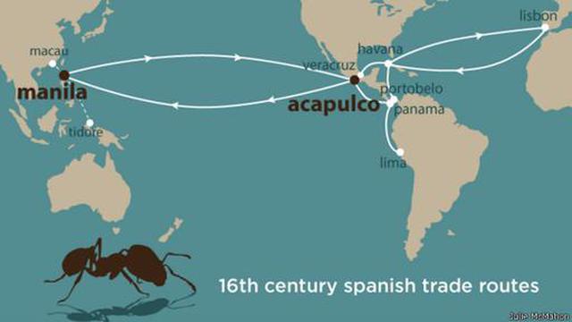 Primeras hormigas que colonizaron el mundo llegaron en galeones - 1
