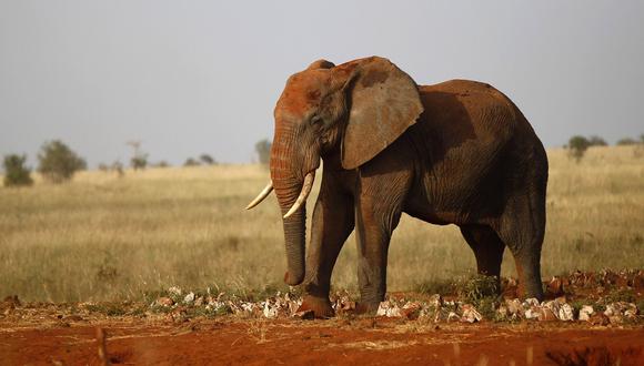 Un elefante mata a pisotones a una turista alemana en Zimbabue. (Foto referencial: Reuters).