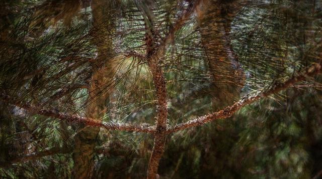 Art Lima: un vistazo a la propuesta de Solange Adum - 2