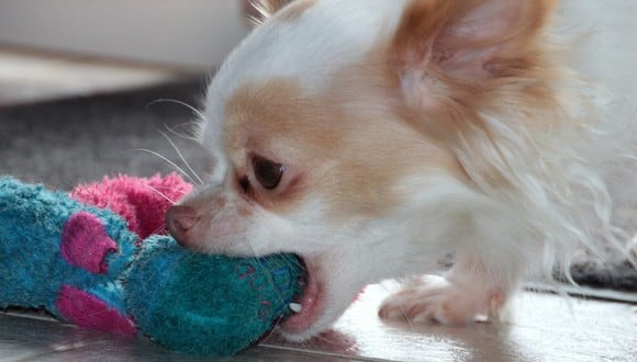 Cuando veas a tu cachorro demasiado activo o nervioso, cálmalo y no lo sobreexcites con juegos o gritos. (Foto: Myriam Zilles / Pixabay)