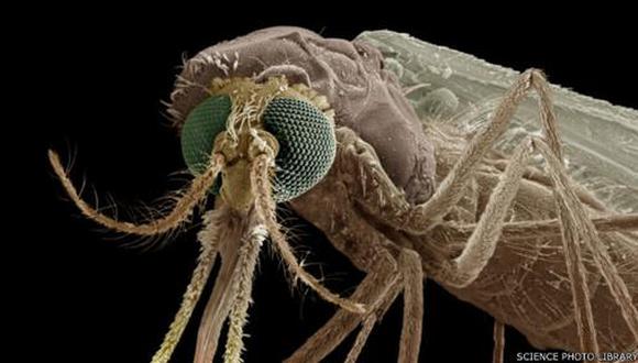 Malaria: avanza investigación sobre la inmunidad del parásito