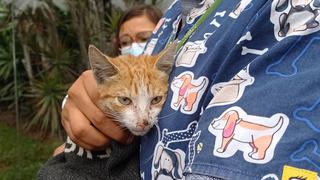 Periodistas en el exterior de la casa de Keiko Fujimori rescataron y salvaron a un gato envenenado