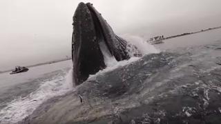 Deportista se lleva gran susto tras ver que una ballena saltó al lado de su bote | VIDEO