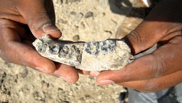 Hallan el fósil más antiguo del género "Homo"