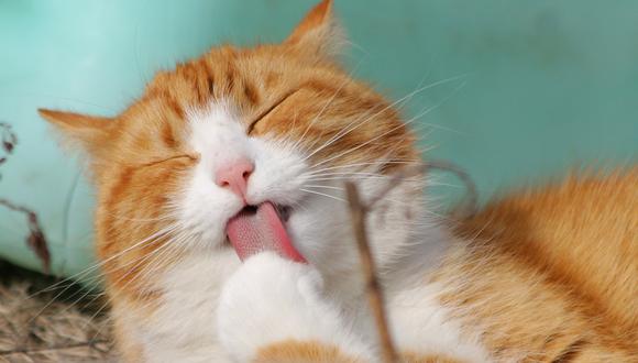 Imagen de un gato doméstico. (Foto: Pixabay)