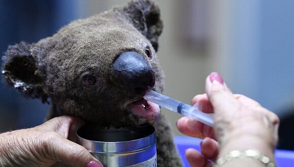 Un koala es atendido tras ser rescatado de incendio forestal en Australia (Foto: SAEED KHAN / AFP)