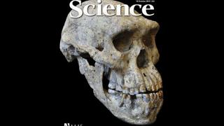 Cráneo de 1,8 millones de años cuestiona la historia de la evolución humana