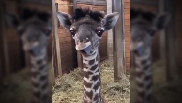 El video de la pequeña jirafa tiene más de 13 reproducciones en cuatro días. Los usuarios han en Estados Unidos han quedado prendados del pequeño animal. (Facebook)