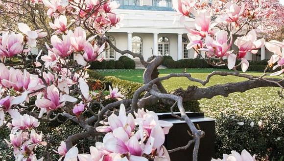 La magnolia ha estado en el jardín de la Casa Blanca desde hace casi 200 años. (Foto: AFP)