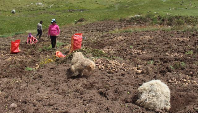 Agricultores están pidiendo la presencia del Estado en esos puntos afectados a fin de recibir apoyo como pesticidas para tratar de recuperar las pocas hectáreas que les quedaron. (Foto: Junior Meza)