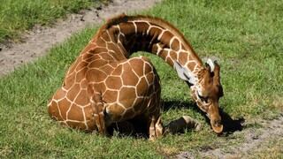 El zoológico de la Ciudad de México celebra la llegada de una segunda jirafa bebé