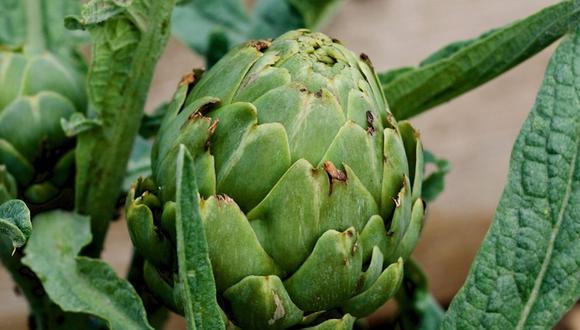 La alcachofa es una planta herbácea del género Cynara en la familia Asteraceae. Es cultivada desde la antigüedad como alimento en climas templados. (Foto: Pixabay)
