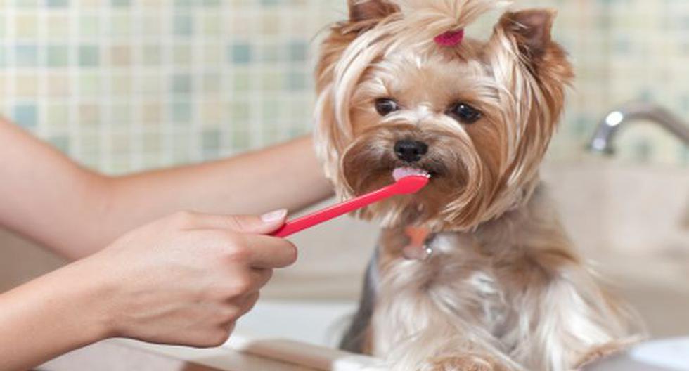 La higiene bucal es importante para la salud de tu perro. (Foto:GettyImages)