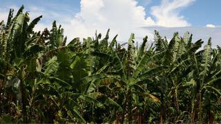 Minagri implementará a inicios de 2020 un padrón único de productores agrarios