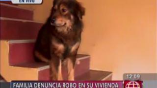 Callao: lanzaron lejía a mascotas para robar en vivienda