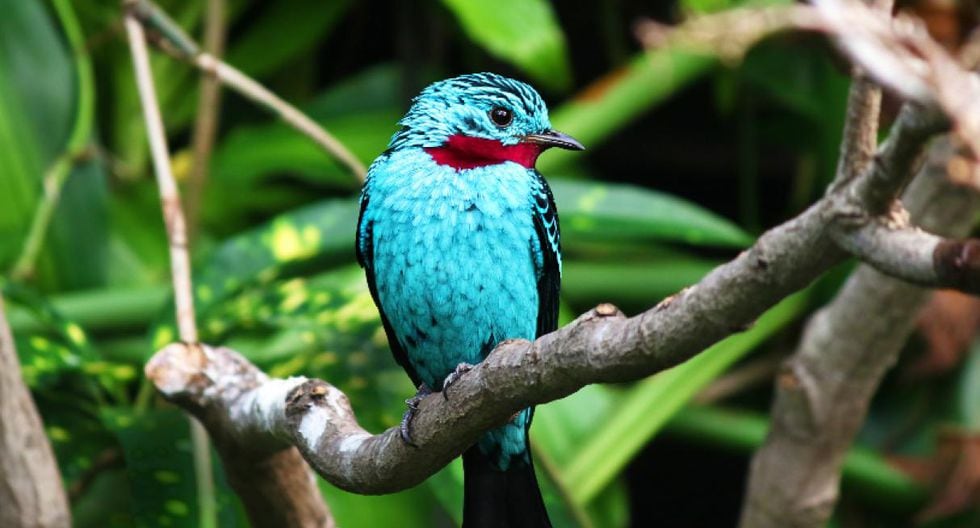 Perú es el mejor destino del mundo para la observación de aves ...
