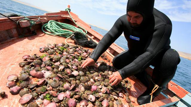 Fotos: Conchas de abanico 'sembradas' en Paracas se multiplican - 2