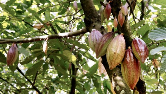 El cacao será uno de los productos beneficiados. (Foto: GEC)