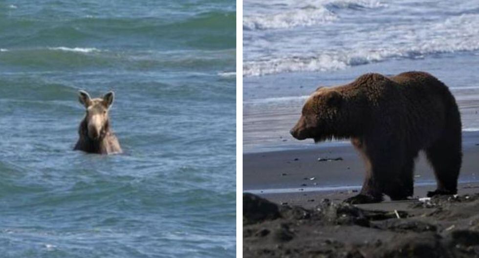 Este incidente entre un oso y un alce ocurrió en la reserva natural de Kronotsky. (Foto: Facebook)