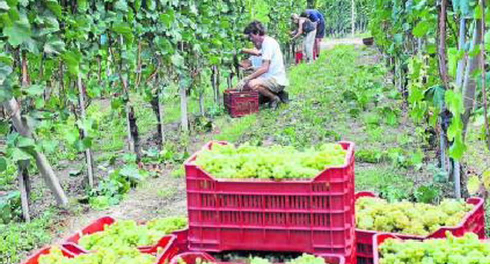 El Perú cuenta con 48 variedades de uva, explica Solano. De esa cantidad, 26 van a poder exportarse al territorio japonés.