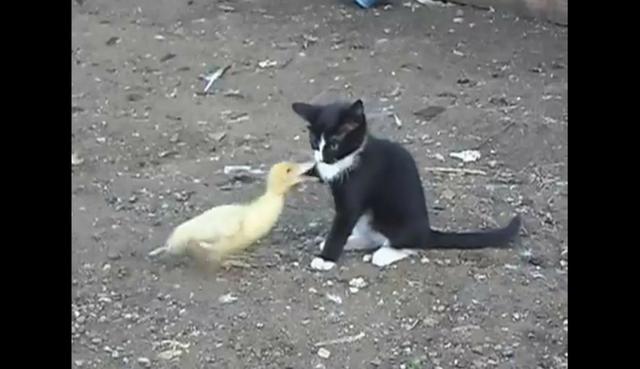 Un gato y un pato protagonizan un video que ha enternecido a miles de usuarios de YouTube. (Captura)