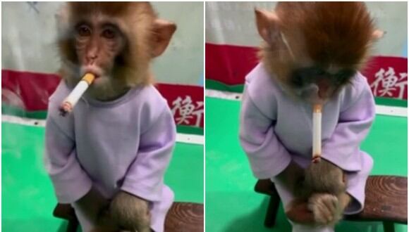 Zoológico obliga a un mono a fumar como parte de una campaña de salud y genera controversia en redes. (Foto: Parque de vida salvaje de Hengshui)