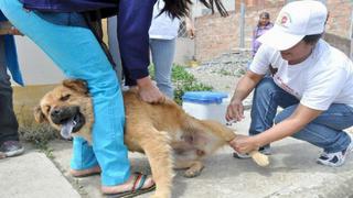 En Moquegua vacunaron a más de 14.500 perros contra la rabia
