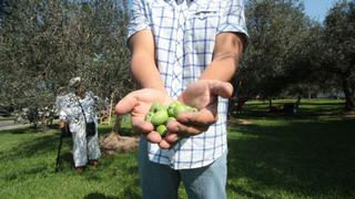 El Olivar: inician cosecha de más de 15 toneladas de aceitunas