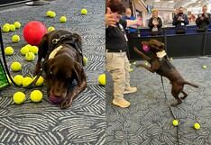 El perro detector de explosivos que se jubiló con sus juguetes preferidos en aeropuerto de EEUU