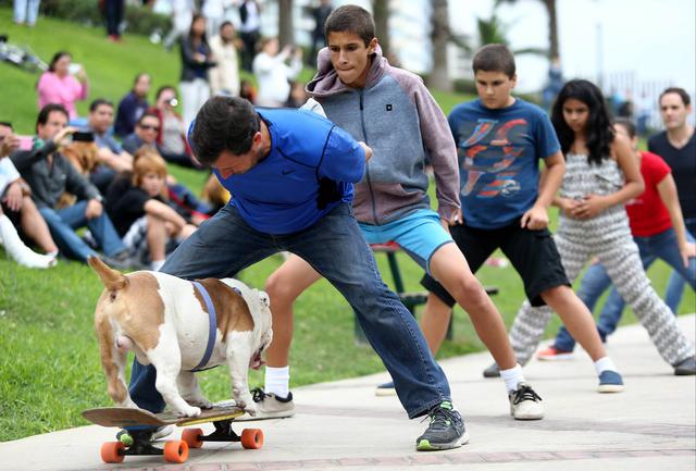 Otto: el perro skater peruano que rompió un récord Guinness - 2