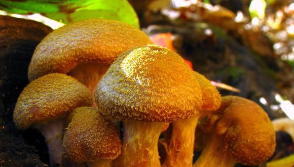 Setas o cuerpos fructíferos de un hongo de la especie ‘Armillaria gallica’ (Marxm. & Romagn)