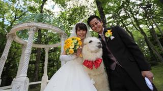 Vive una experiencia distinta con alpacas en este hotel japonés