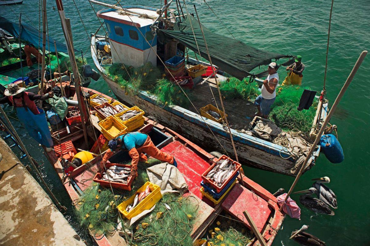 Pescadores artesanales de Piura y Tumbes piden que se reanuden