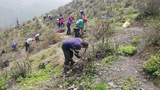 Midagri: invertirán S/ 3 millones para instalar plantaciones forestales que beneficiara a 331 familias rurales  