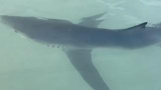 Municipalidad de La Punta pide a bañistas no ingresar a playa Cantolao por presencia de un tiburón azul