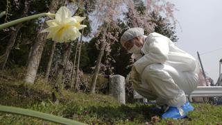 Fukushima: Radiación en los bosques se redujo a la mitad
