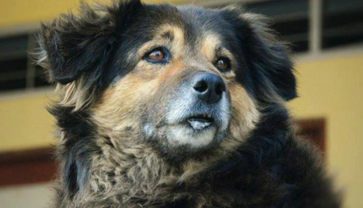 De acuerdo al informe veterinario, el sobrepeso impedía su movilización. (Foto: Pedro Franceso)