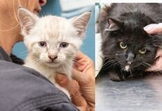 30 gatos fueron abandonados, pero la Liga de Rescate los acogió a tiempo: “Sus vidas cambiarán”