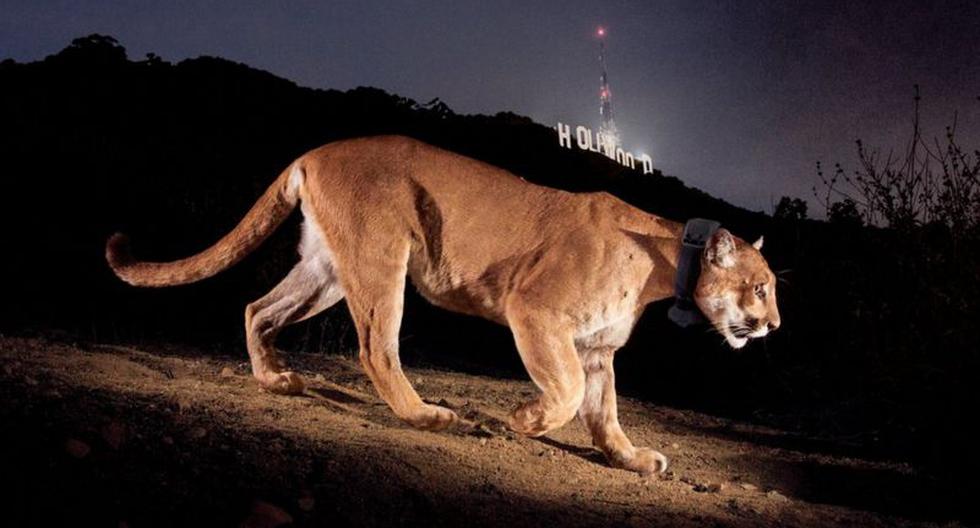 The sad end of P-22, the famous cougar that walked the Hollywood hills for years