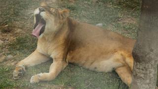 Parque de las Leyendas negó uso de carne de búfalo