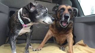 Enfermera jubilada rescata perros abandonados y moribundos para regalarle amor a sus últimos días