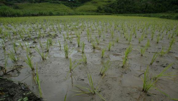 Paro contra Tía María: 6 mil hectáreas de arroz se perderían
